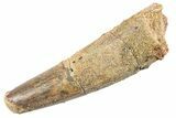 Fossil Spinosaurus Tooth - Feeding Worn Tip #360168-1